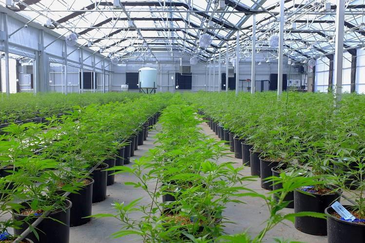 Cannabisanbau im Gewächshaus