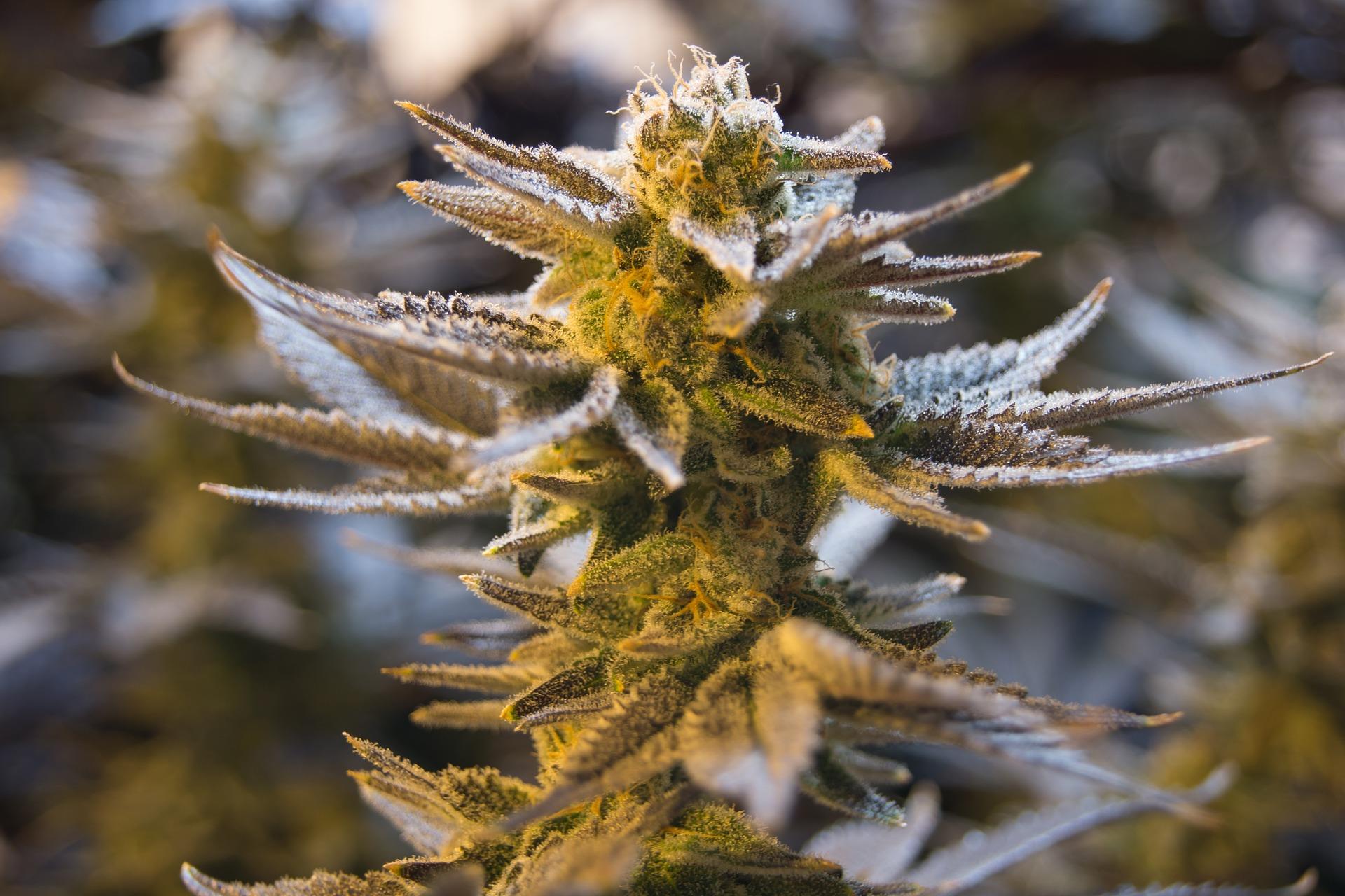 Cannabisblüte mit Trichomen